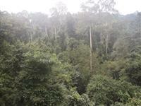 A view from top of one of the rope bridges