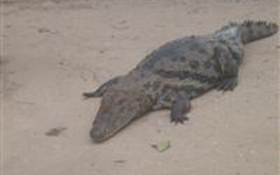 Sky high and lunch with crocodiles!!