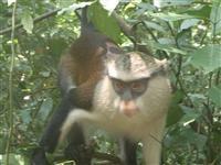 A monkey at the monkey sanctuary