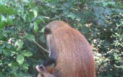 Monkey Business!