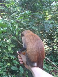 A monkey at the monkey sanctuary